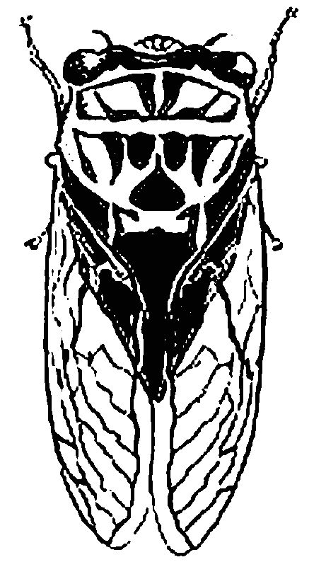 Cicada coloring #7, Download drawings