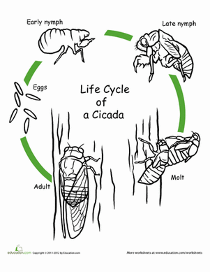 Cicada coloring #10, Download drawings