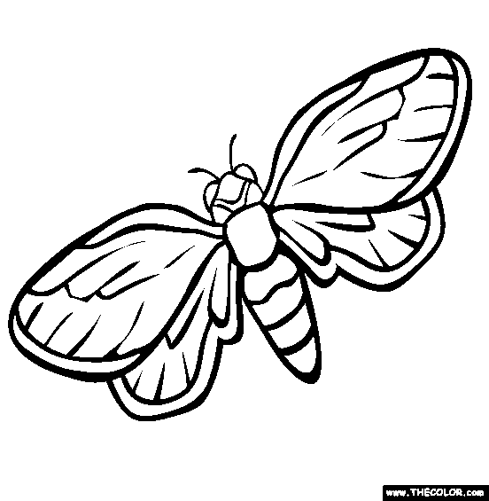 Cicada coloring #14, Download drawings