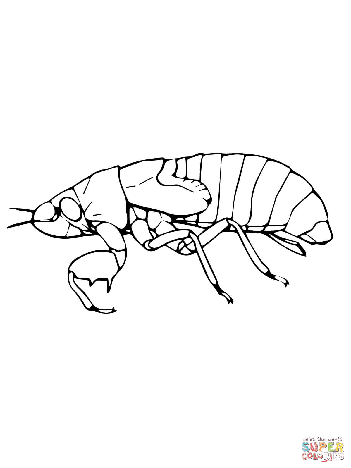 Cicada coloring #8, Download drawings