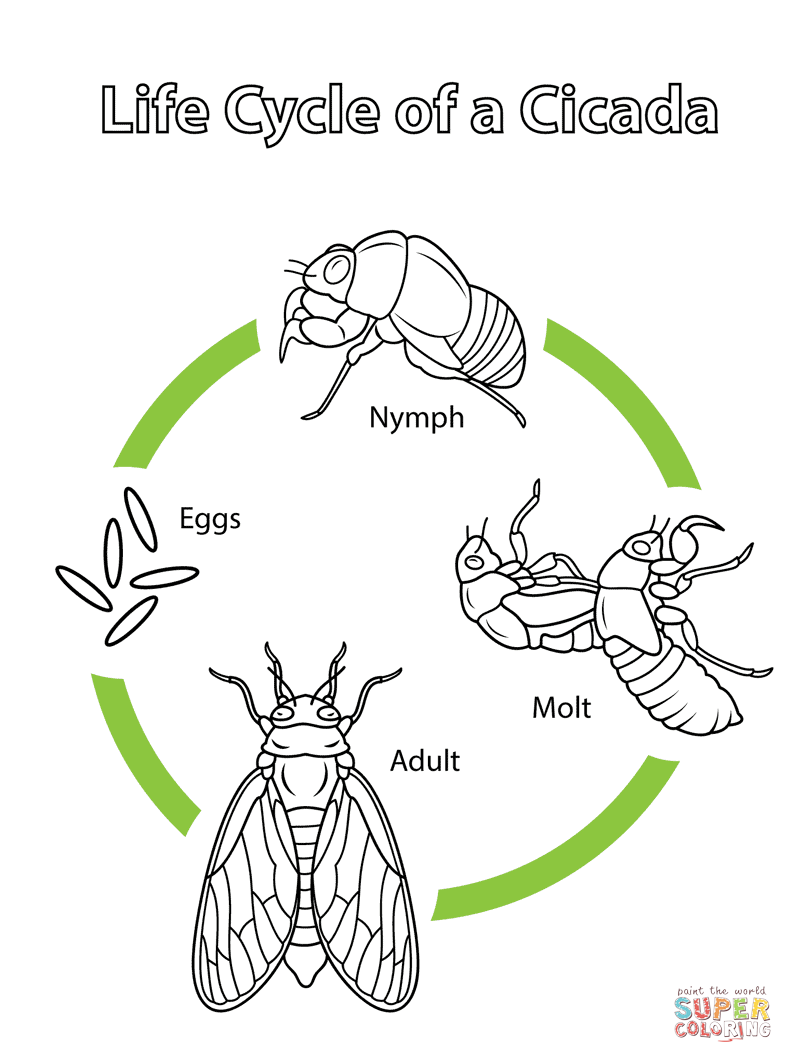 Cicada coloring #11, Download drawings