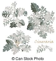 Cineraria clipart #19, Download drawings