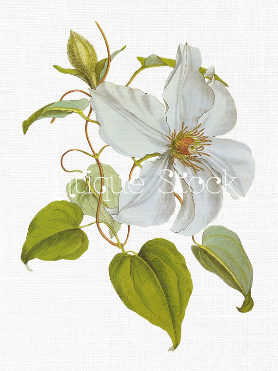 Clematis clipart #4, Download drawings
