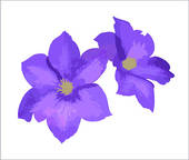 Clematis clipart #10, Download drawings