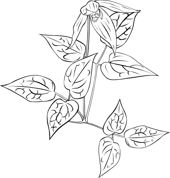 Clematis svg #16, Download drawings