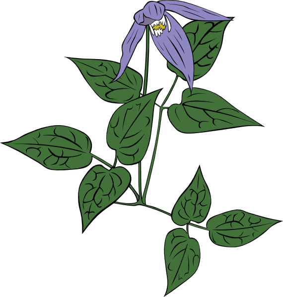 Clematis svg #18, Download drawings
