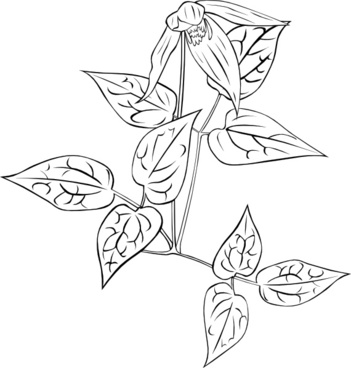 Clematis svg #19, Download drawings