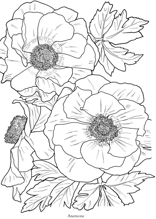 Anemone coloring #10, Download drawings