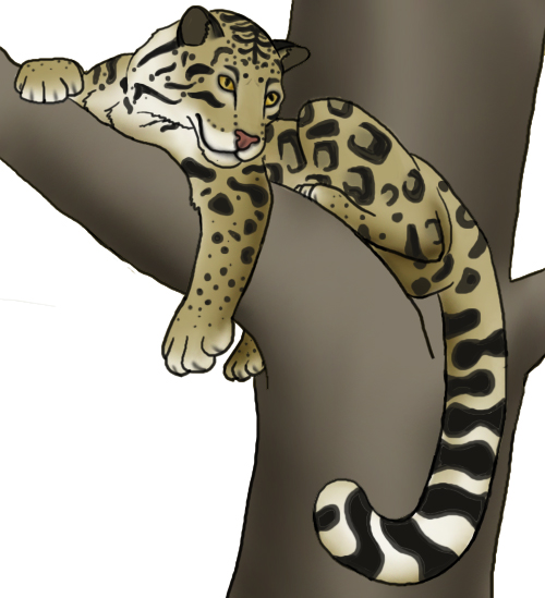 Clouded Leopard  clipart #2, Download drawings