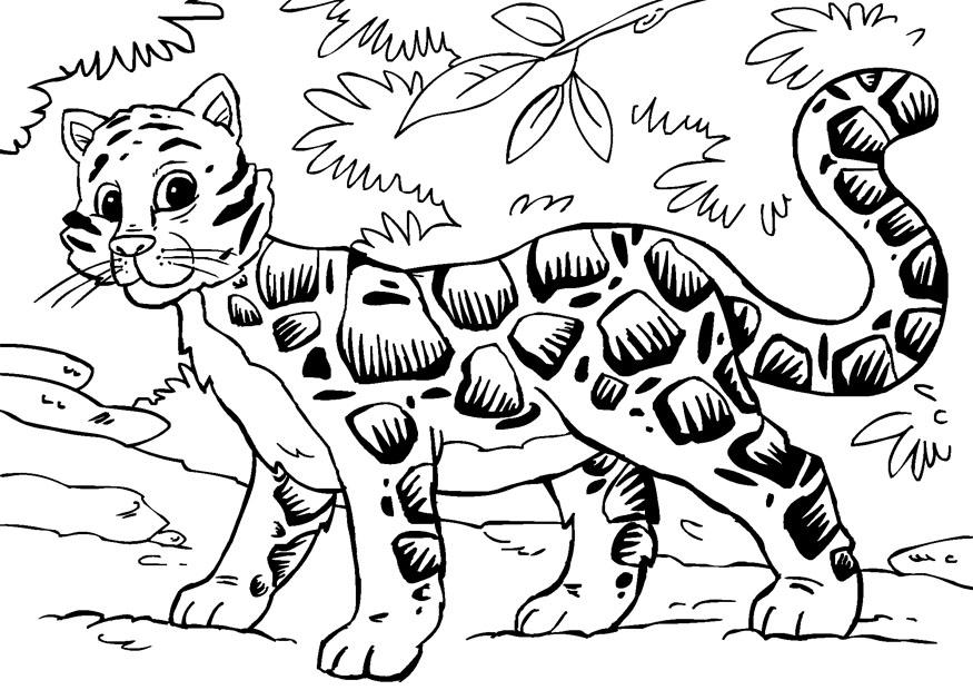 Clouded Leopard  coloring #7, Download drawings