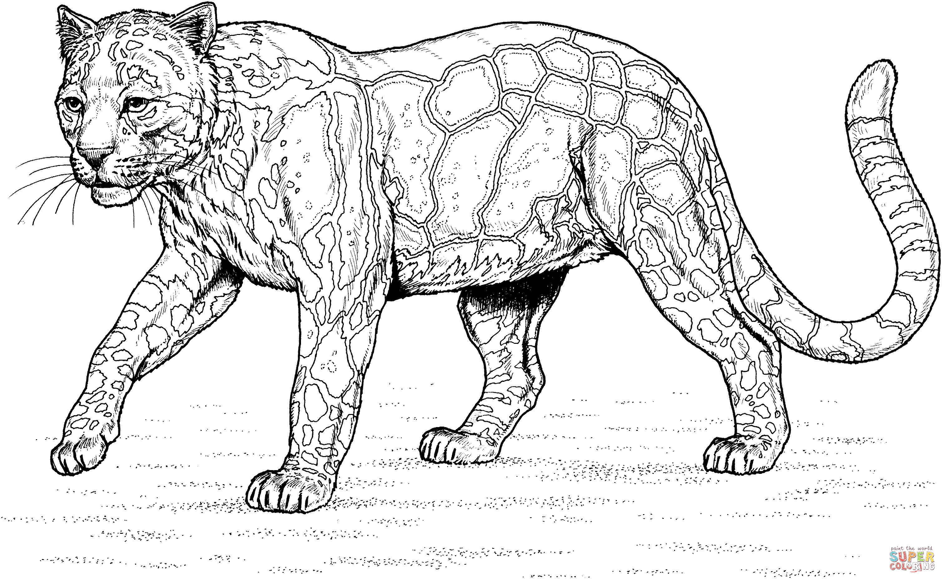 Clouded Leopard  coloring #5, Download drawings