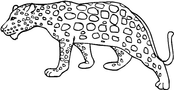 Clouded Leopard  coloring #1, Download drawings