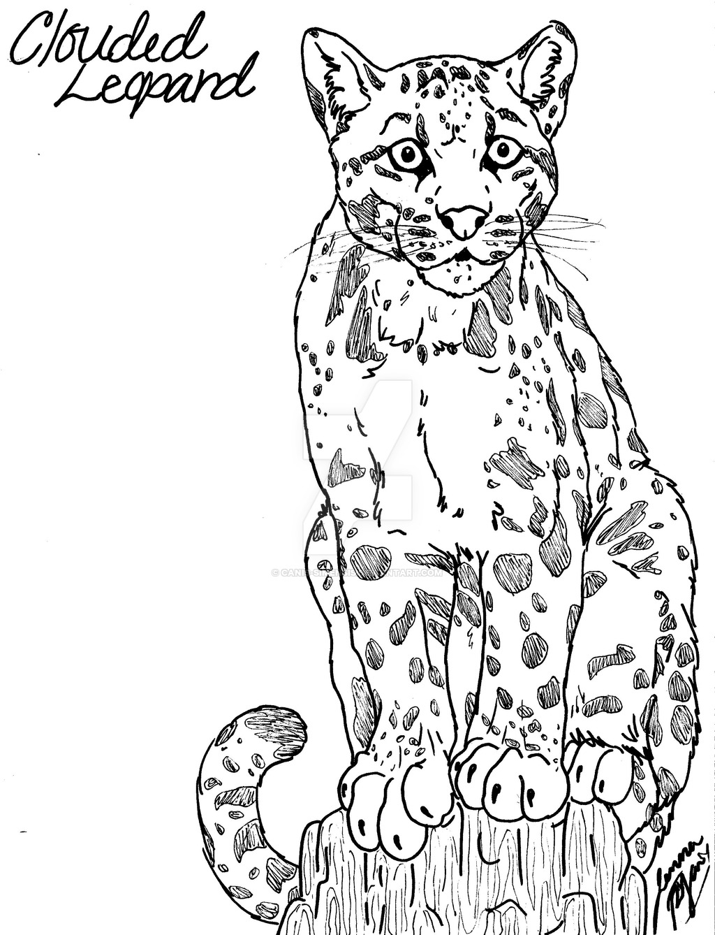 Clouded Leopard  coloring #6, Download drawings