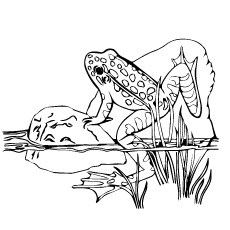Clown Frog coloring #5, Download drawings