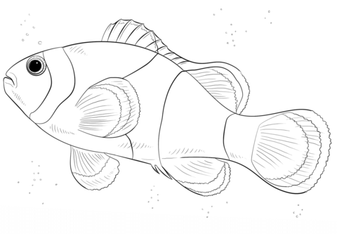 Clownfish coloring #18, Download drawings