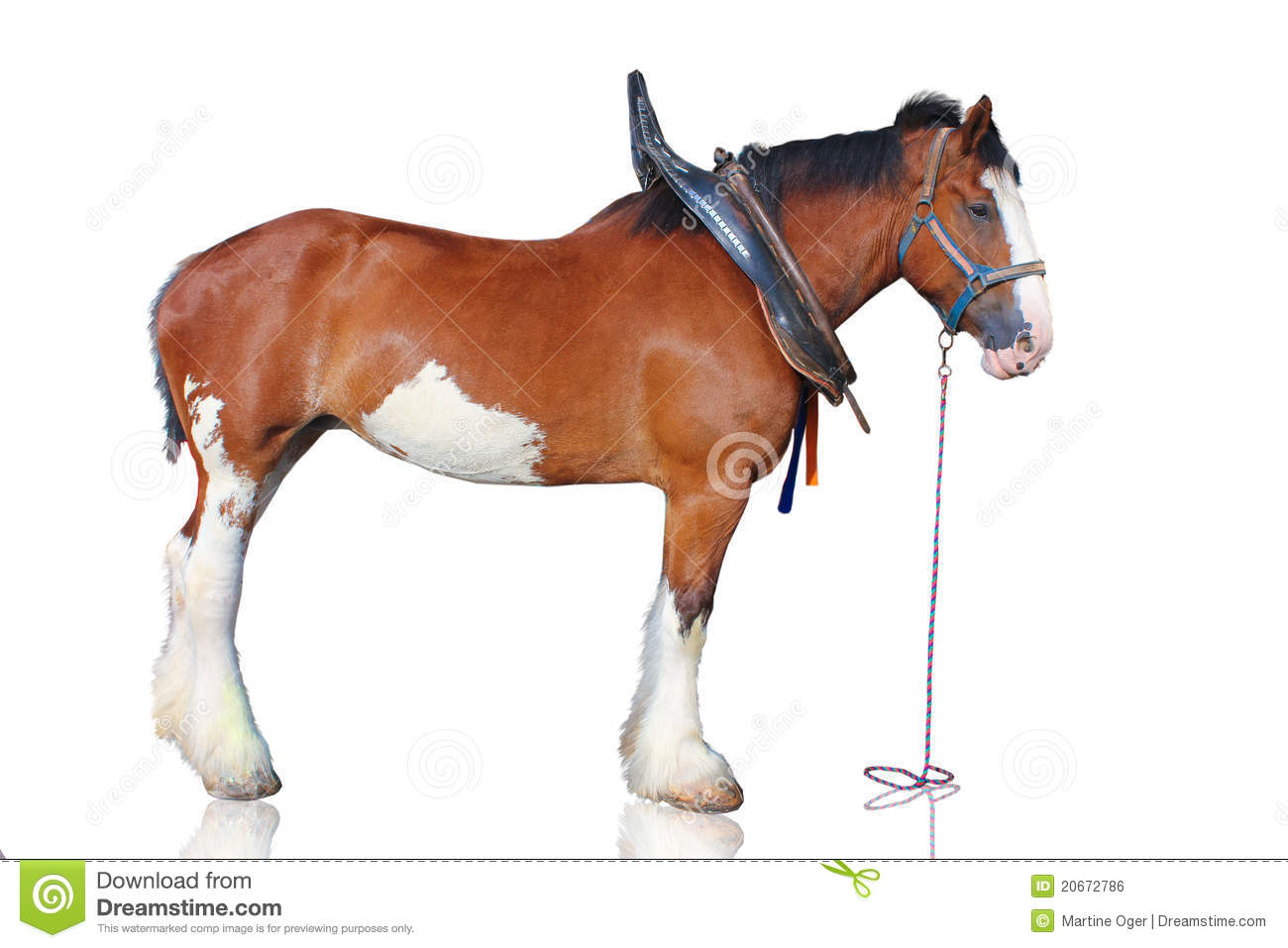 Clydesdale clipart #10, Download drawings