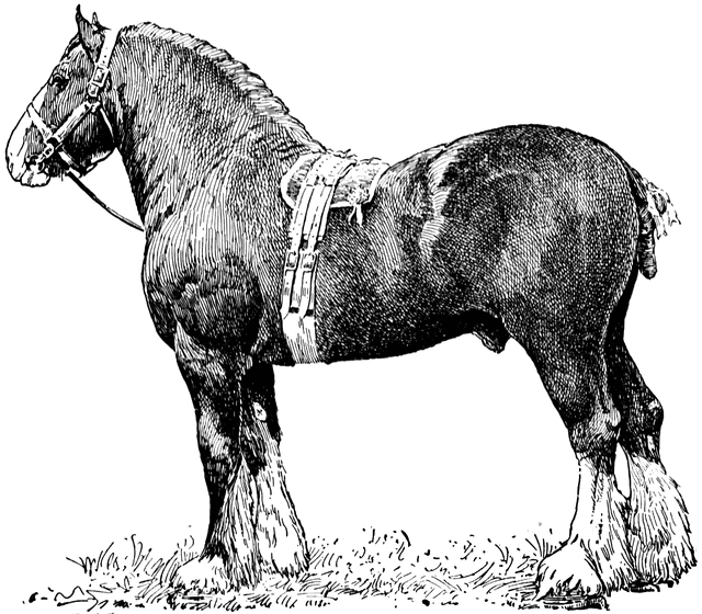 Clydesdale clipart #5, Download drawings