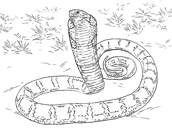 King Cobra coloring #9, Download drawings
