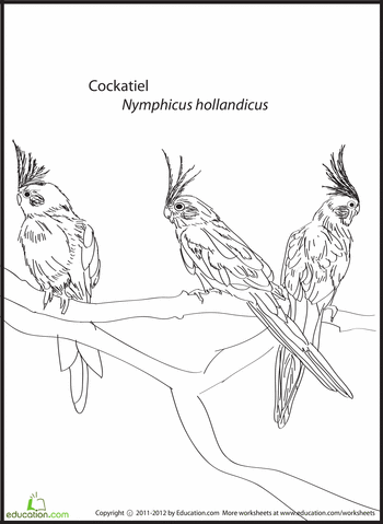 Cockatiel coloring #6, Download drawings