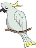 Cockatoo clipart #13, Download drawings
