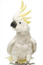 Cockatoo clipart #15, Download drawings