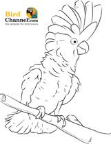Cockatoo coloring #14, Download drawings