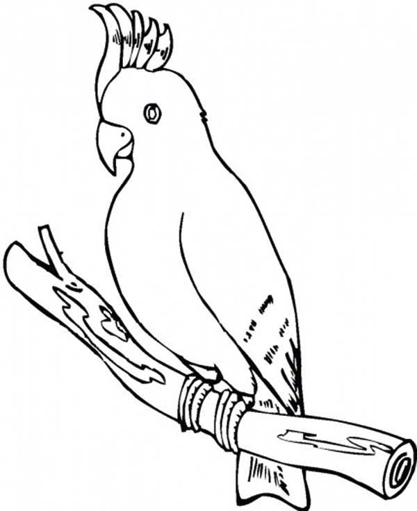 Cockatoo coloring #12, Download drawings