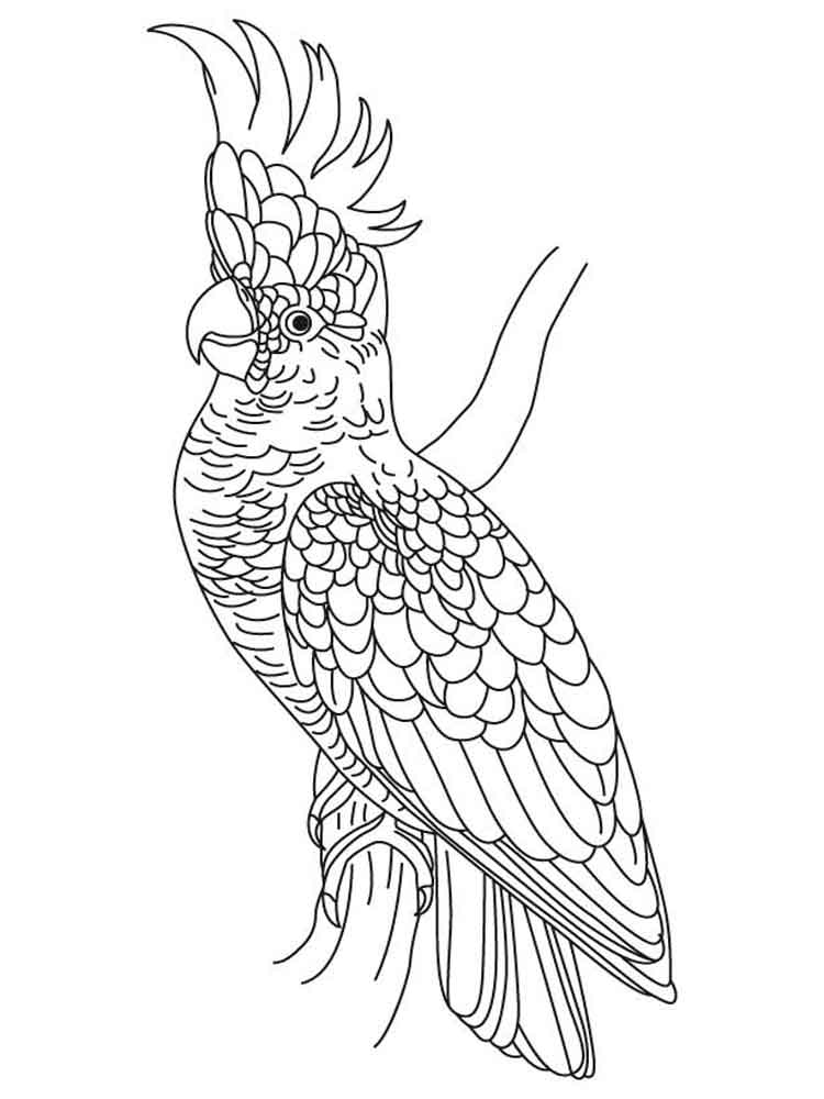 White Cockatoo coloring #6, Download drawings