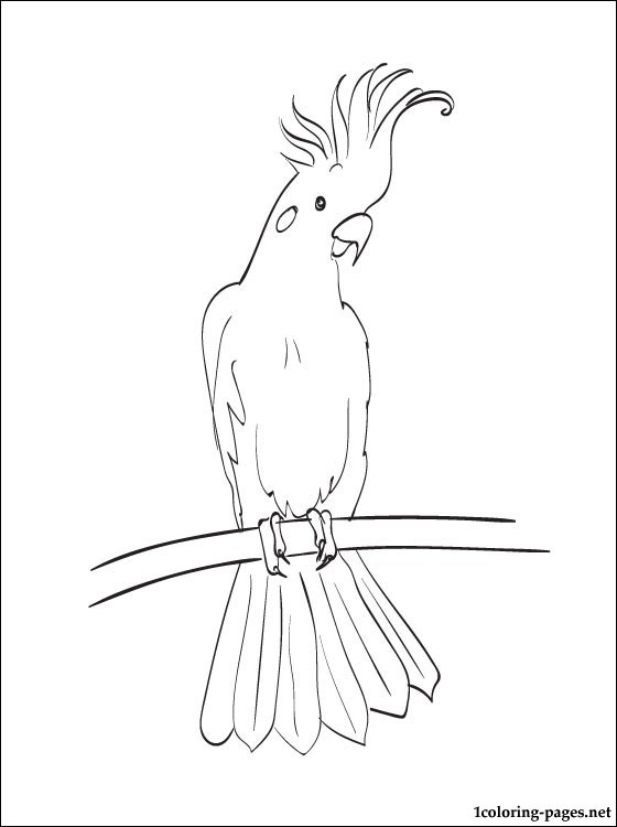 Sulphur-crested Cockatoo coloring #11, Download drawings