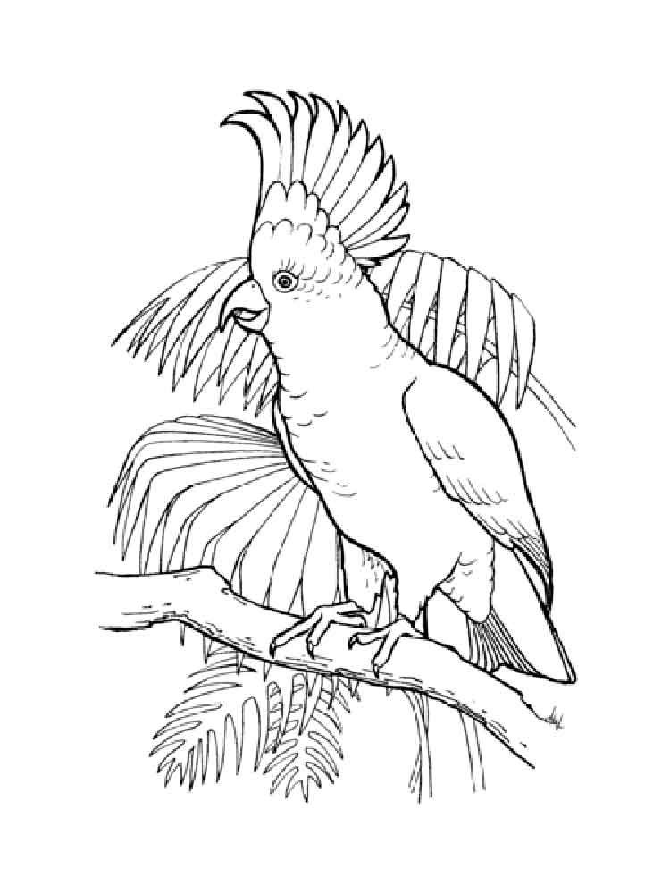 Cockatoo coloring #6, Download drawings