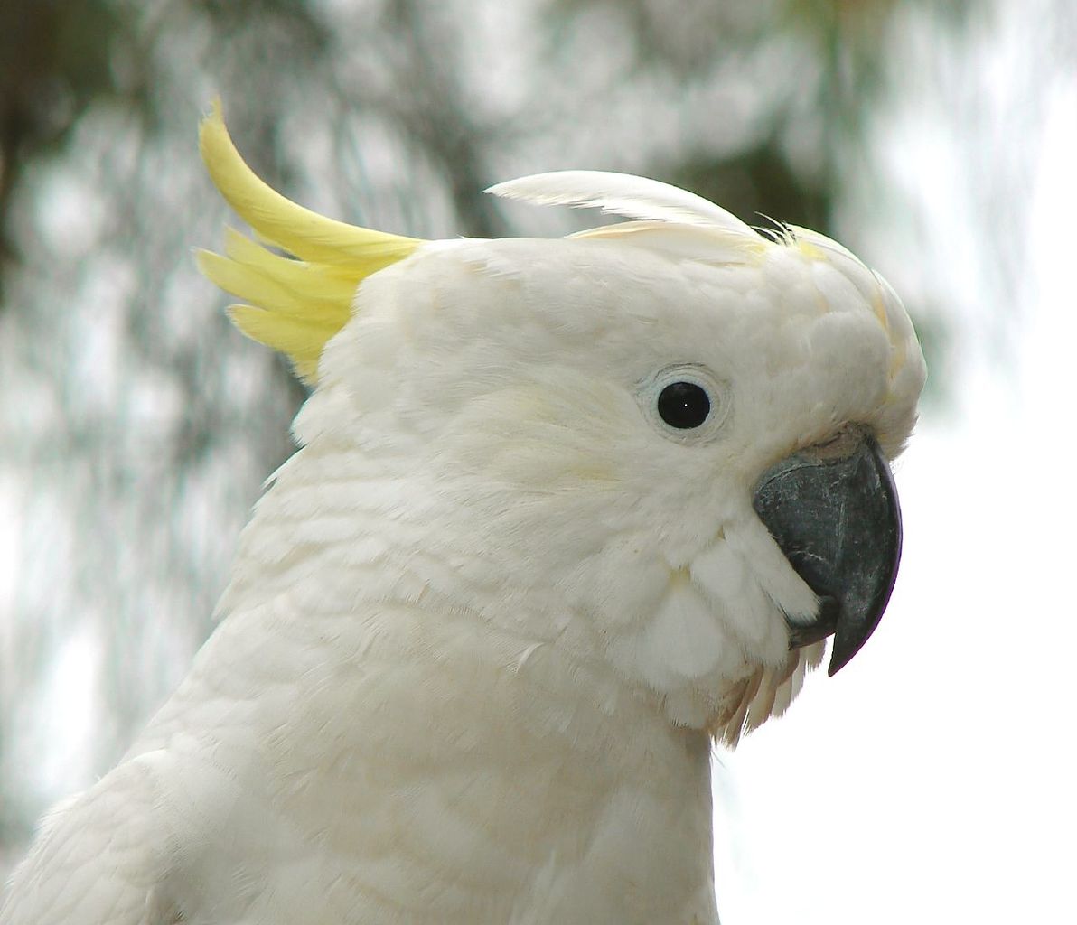 Sulphur-crested Cockatoo svg #19, Download drawings