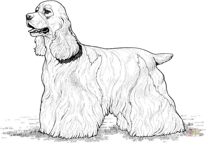 Cocker Spaniel coloring #15, Download drawings