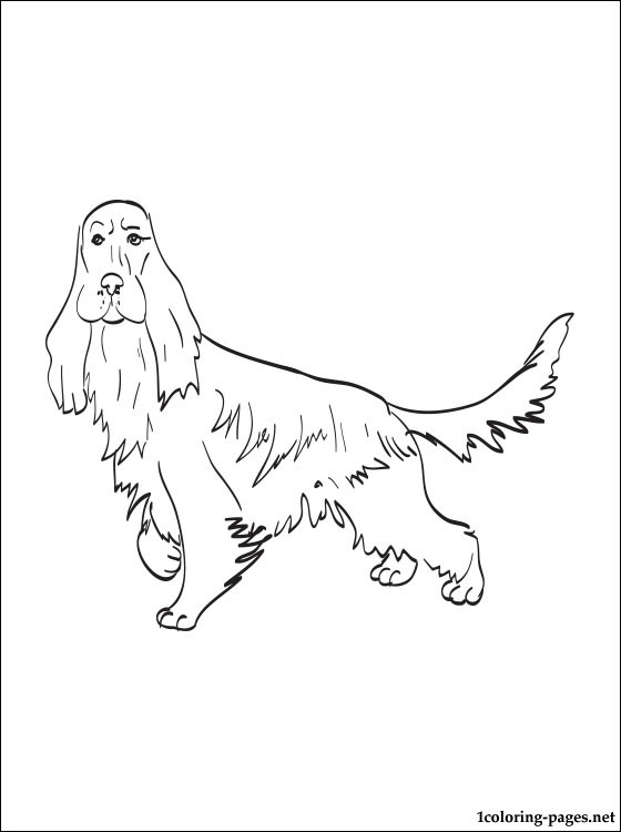 Cocker Spaniel coloring #3, Download drawings
