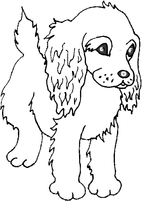 Spaniel coloring #17, Download drawings