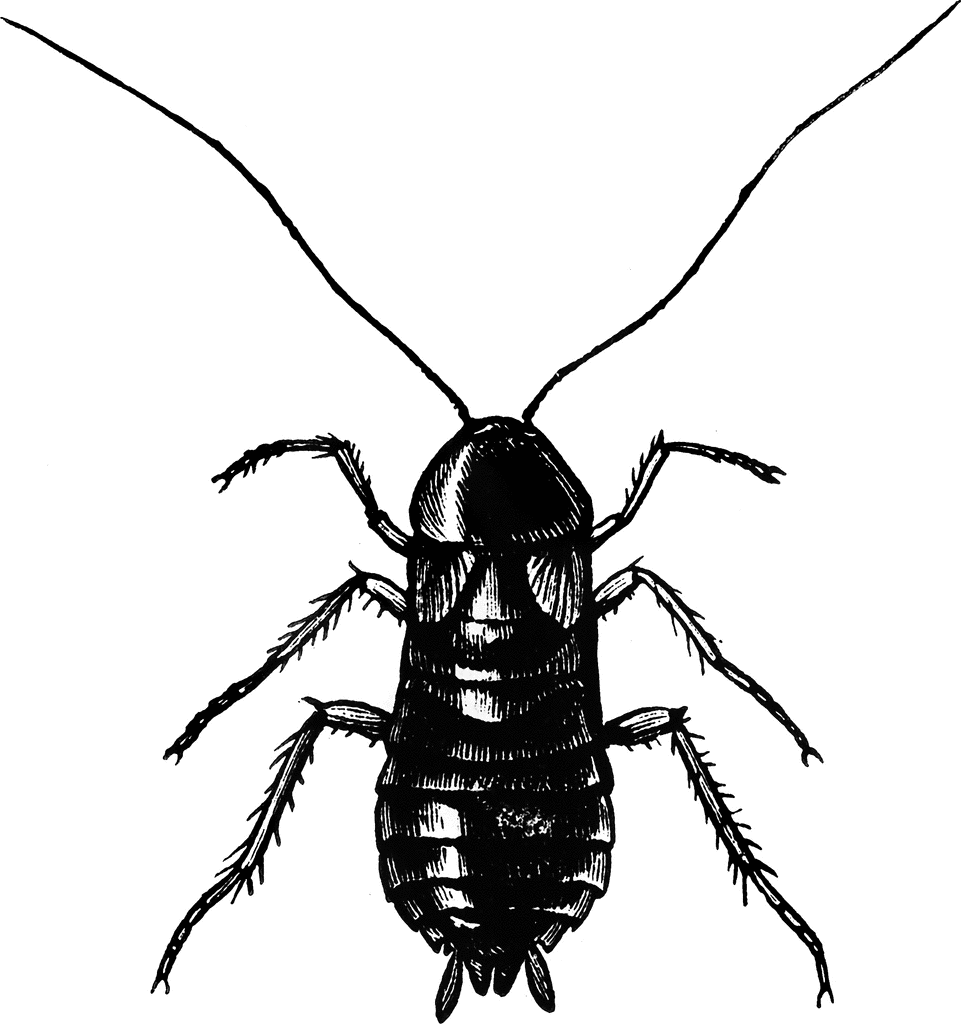 Cockroach clipart #1, Download drawings
