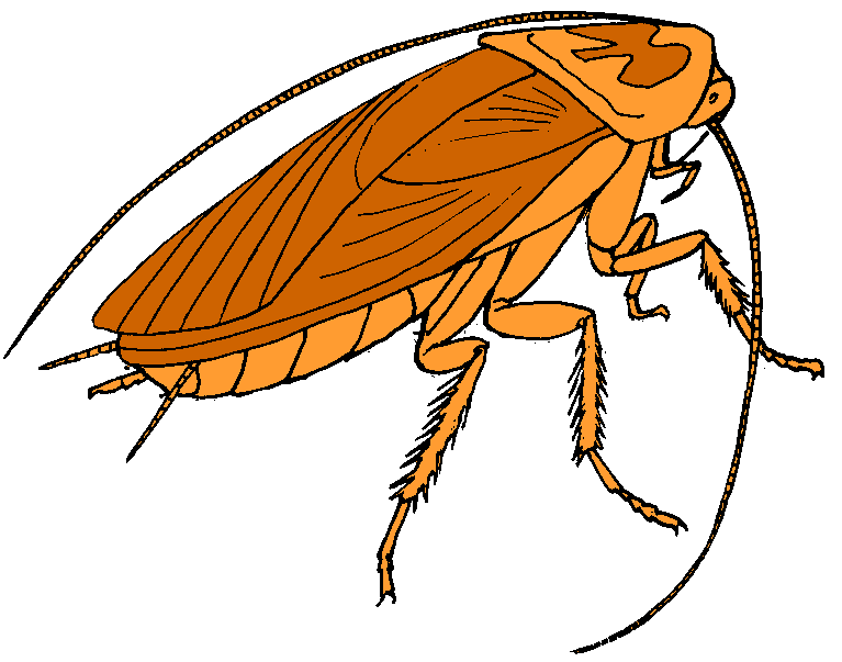 Cockroach clipart #12, Download drawings