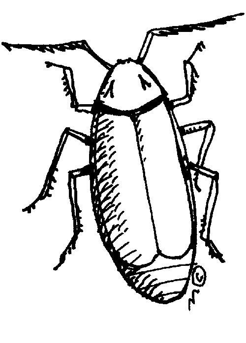 Cockroach clipart #5, Download drawings