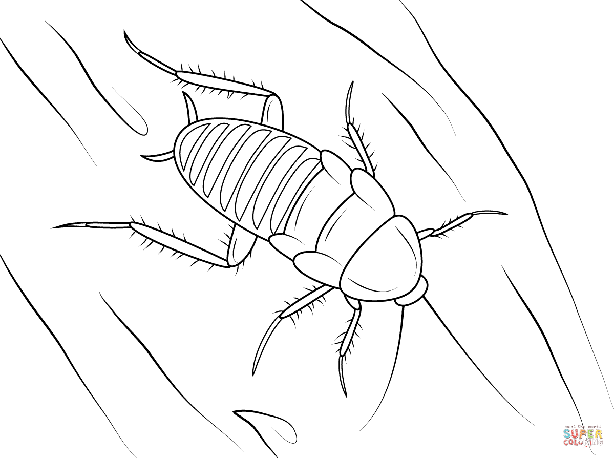 Cockroach coloring #17, Download drawings