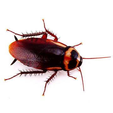 Cockroach svg #11, Download drawings