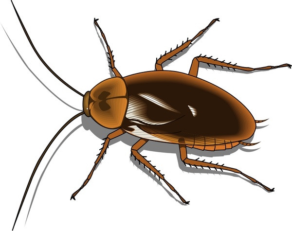 Cockroach svg #20, Download drawings