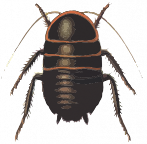 Cockroach svg #1, Download drawings
