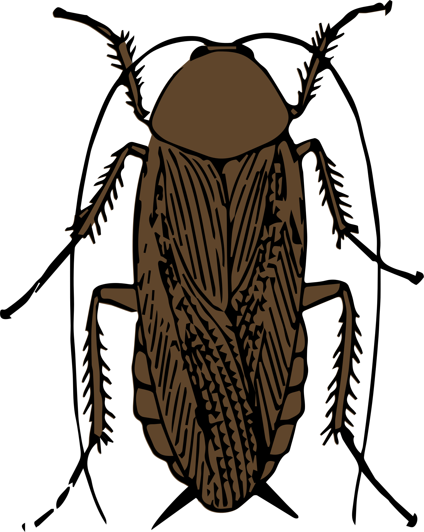 Cockroach svg #12, Download drawings