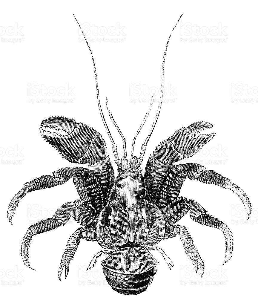 Coconut Crab clipart #17, Download drawings