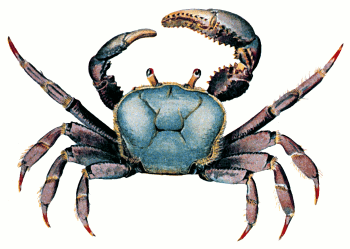 Coconut Crab clipart #6, Download drawings