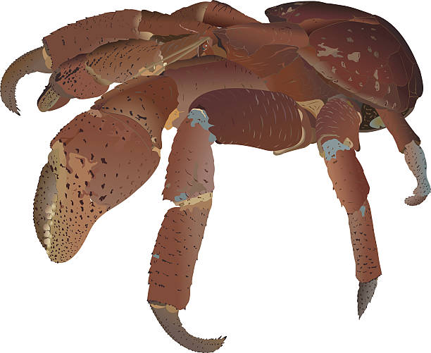 Coconut Crab clipart #13, Download drawings