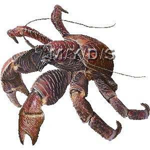 Coconut Crab clipart #18, Download drawings