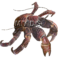 Coconut Crab clipart #20, Download drawings
