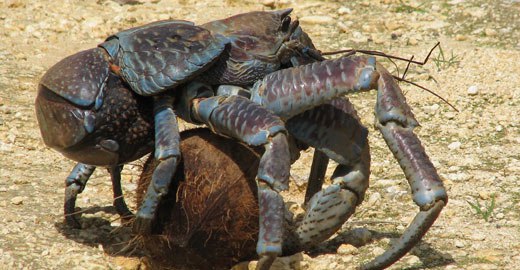 Coconut Crab svg #16, Download drawings