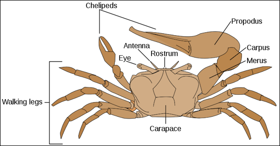 Hermit Crab svg #11, Download drawings