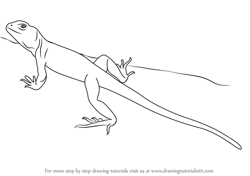 Collared Lizard coloring #10, Download drawings